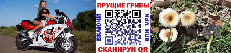 Галлюциногенные грибы Cubensis  Кондрово 